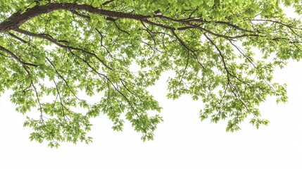 2410 104.a high-resolution shot of a wide-canopied maple tree, with every leaf and branch captured i