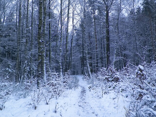  Winter forest landscape.