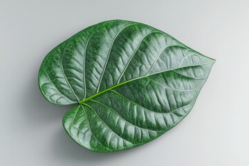 Green betel leaf isolated on gray background.