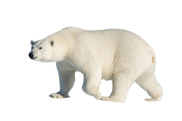 Wall Mural - polar bear (ursus maritimus) isolated on white background