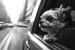 © Stanley - A small dog enjoys the rush of city life while peeking out of a moving car window on a sunny day