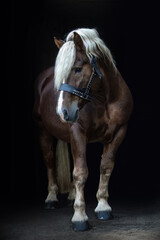 Black shot portrait of a chestnut brown noriker coldblood horse stallion on black background