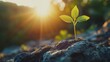 © Kenny Parker - Green sprout reaching up towards sunlight concept of ecological care and sustainability