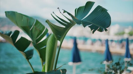 Canvas Print - Close up of a palm tree branch with a blurry view of the beach on the background