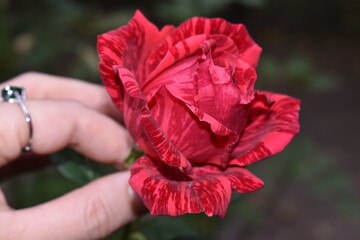 red rose in the garden