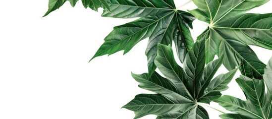 Poster - white background showcasing papaya leaves allowing for text in a copy space image