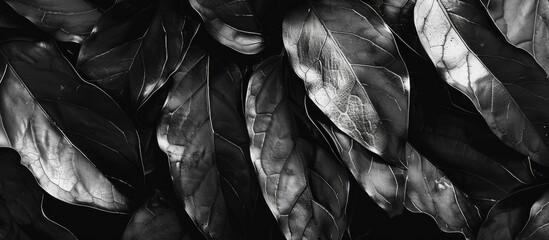 Poster - Artwork From Leavesmonochrome