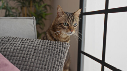 Poster - A tabby cat sits curiously next to a gray cushion looking out the window in a cozy indoor home setting.