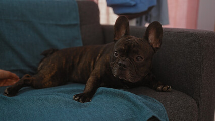 Poster - A brown bulldog lies comfortably on a gray sofa with a teal blanket in a cozy indoor home setting.