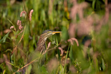 Wall Mural - Green Heron perched in the pond looking for food