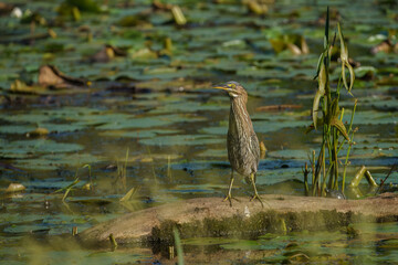 Wall Mural - Green Heron perched in the pond looking for food