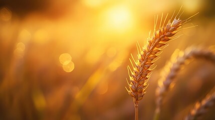 Poster - Close up of a single wheat spikelet in a golden field illuminated by sunset rays featuring bokeh effects and a softly blurred background