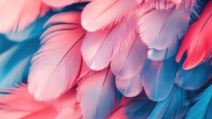 Poster - Close up of a vibrant background featuring pink and blue feathers