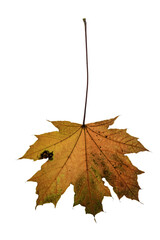 Wall Mural - autumn maple leaf