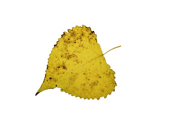 Wall Mural - autumn maple leaf