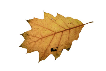 Wall Mural - autumn maple leaf