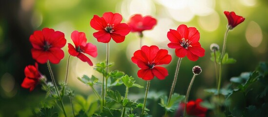 Aufkleber - Red Flowers In Garden