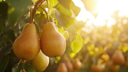 Poster - Sunlit ripe pears hanging from a tree in an orchard embodying the essence of organic fruit and the harvest season