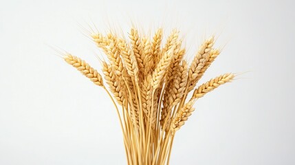 Poster - A cluster of golden wheat is displayed against a white backdrop