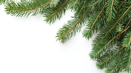Aufkleber - Christmas tree branches on a white background