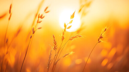 Golden wheat field at sunset with a vibrant sky, showcasing the beauty of agriculture and nature