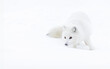 © Travel 'n' Lifestyle - View of a beautiful white arctic fox in a serene snowy landscape, Kalispell, United States.