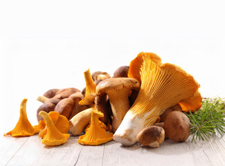 Setas del bosque en fondo blanco. Rebozuelos y boletus