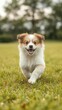 © Walapon - A cute fluffy dog running happily in a grassy field, energetic, grass