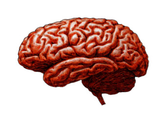 Poster - A detailed illustration of a human brain, showcasing intricate folds and surface texture against a dark background.