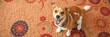 © Walapon - Playful brown and white dog striking a pose on a colorful carpet, domestic, home