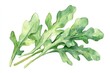 © juliiapanukoffa - Fresh Arugula Vegetable Watercolor Illustration on White Background