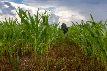 corn fields and blue sky