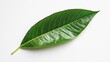 Fresh Green Mango Leaf On White Background