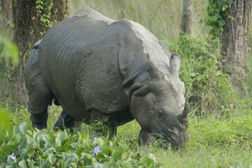 Wall Mural - Closeup of a Great One-Horned Rhinoceros (Rhinoceros unicornis) after mud bathing