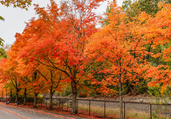 Wall Mural - Park Autumn Leaves 11