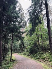 Path in the woods