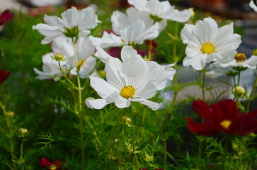 pink cosmos flower blooming in the garden