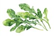 © Yevhen - Fresh Arugula Watercolor. Organic Green Salad Ingredient Isolated on Pure White