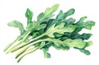 © Yevhen - Watercolor Arugula Illustration. Fresh Salad Ingredient on White Background