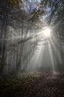 © Claudia Evans  - Sunbeams in fog in an autumn forest