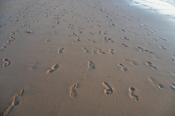 Footprints in the sand by the sea, in the evening light