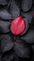Poster - A leaf with water droplets on it is the main focus of the image