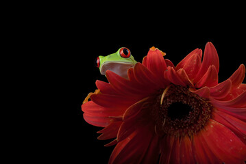 Wall Mural - Red_eyed tree frog hanging on a flower