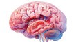 © Phuwadon - Detailed anatomical illustration of a human brain on a white isolated background.