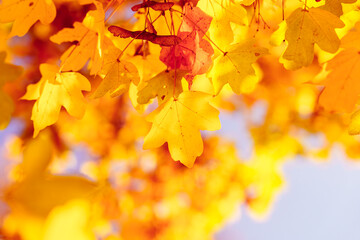 Wall Mural - Experience the Stunning Autumn Leaves with Vibrant Shades of Yellow and Red Hues