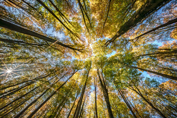 Wall Mural - experience a breathtaking canopy view showcasing the stunning colors of the autumn forest