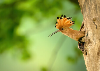 Wall Mural - Eurasian hoopoe bird in early morning light ( Upupa epops )