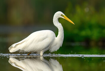 Wall Mural - great white egret ( egretta alba ) close up