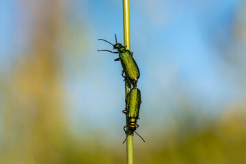 Two green bugs are on a green stem