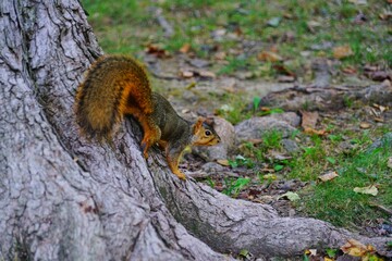 Wall Mural - A gray and red squirrel in Indiana, USA in autumn